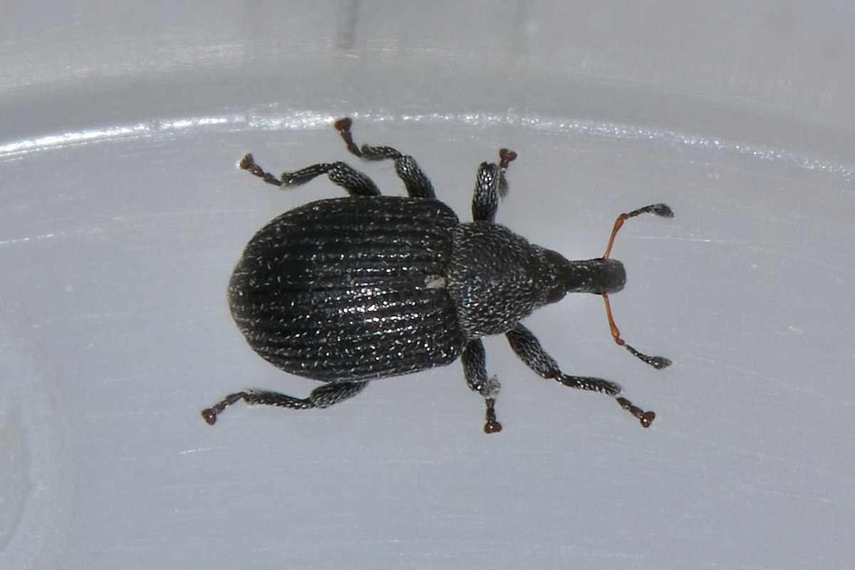 Anoplus roboris (cfr.)